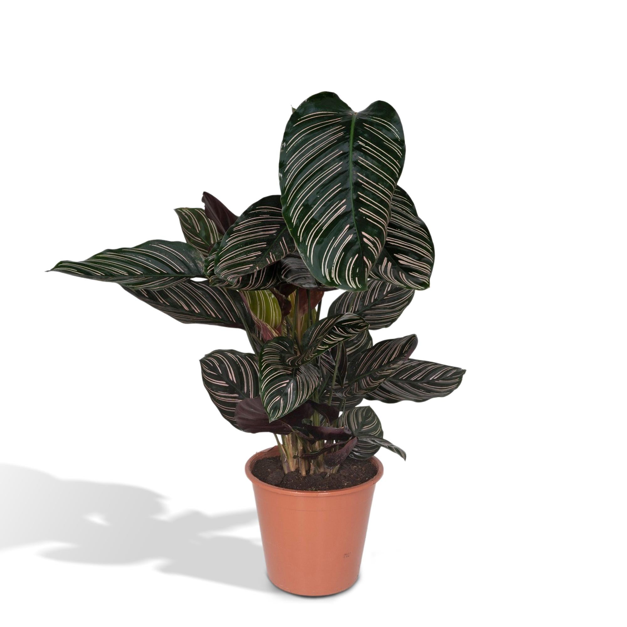 Calathea ornata kaufen | Pinstripe Zimmerpflanze 75 cm groß