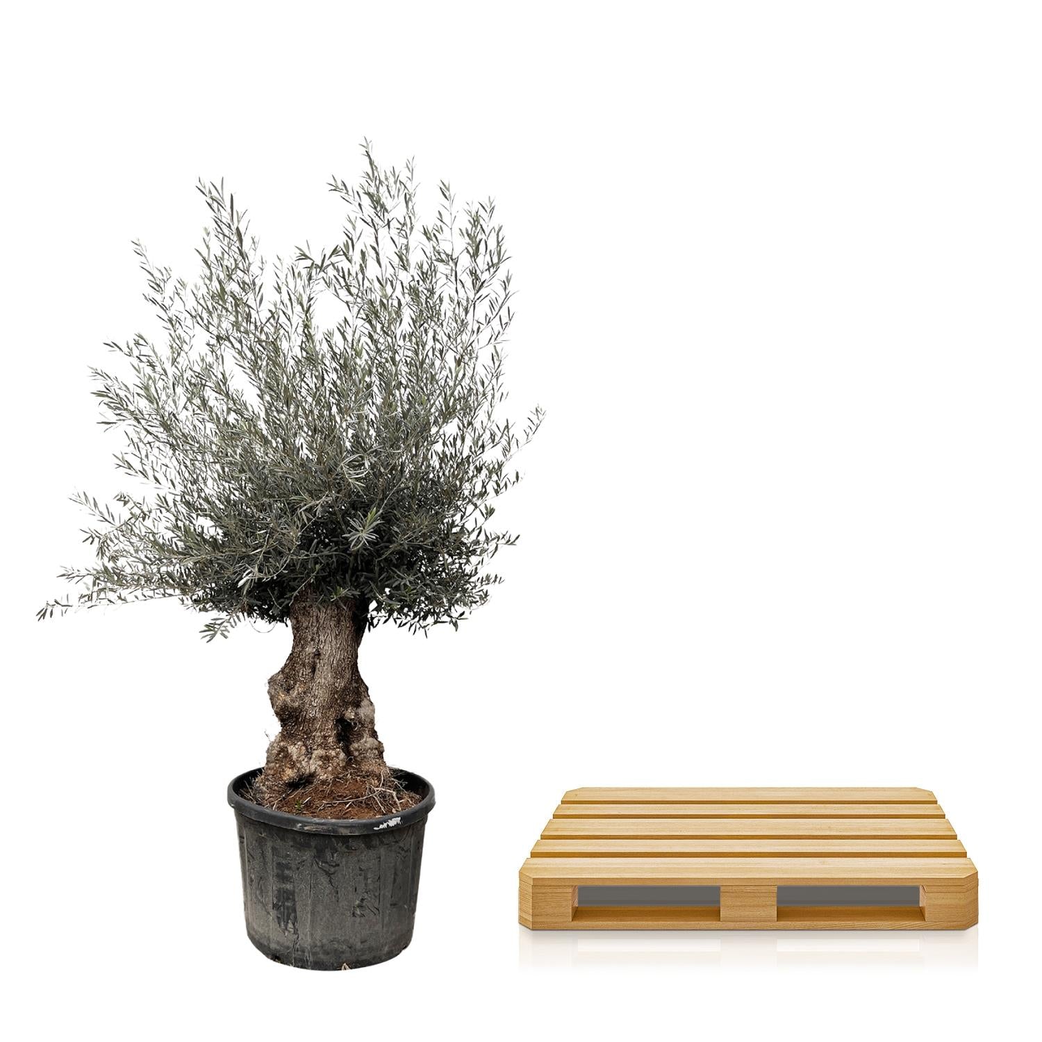 Olivenbaum - Olea Europaea Bonsai - 270cm- Ø80