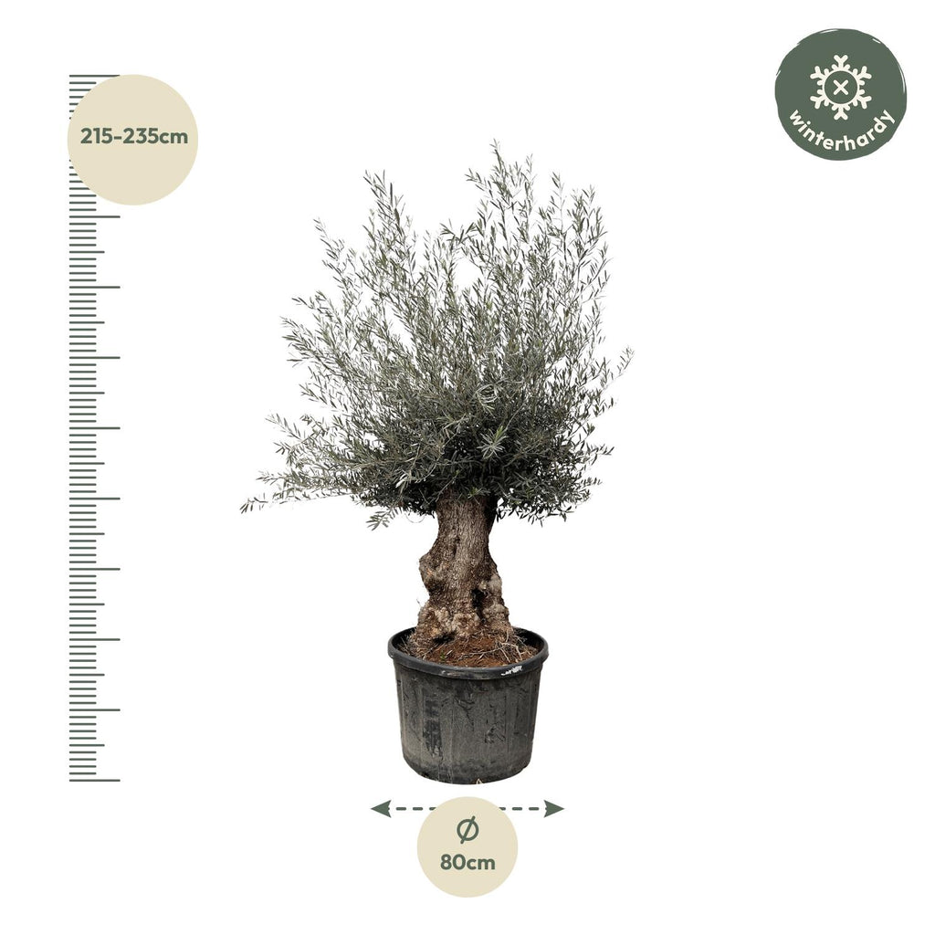 Olivenbaum - Olea Europaea Bonsai - 270cm- Ø80