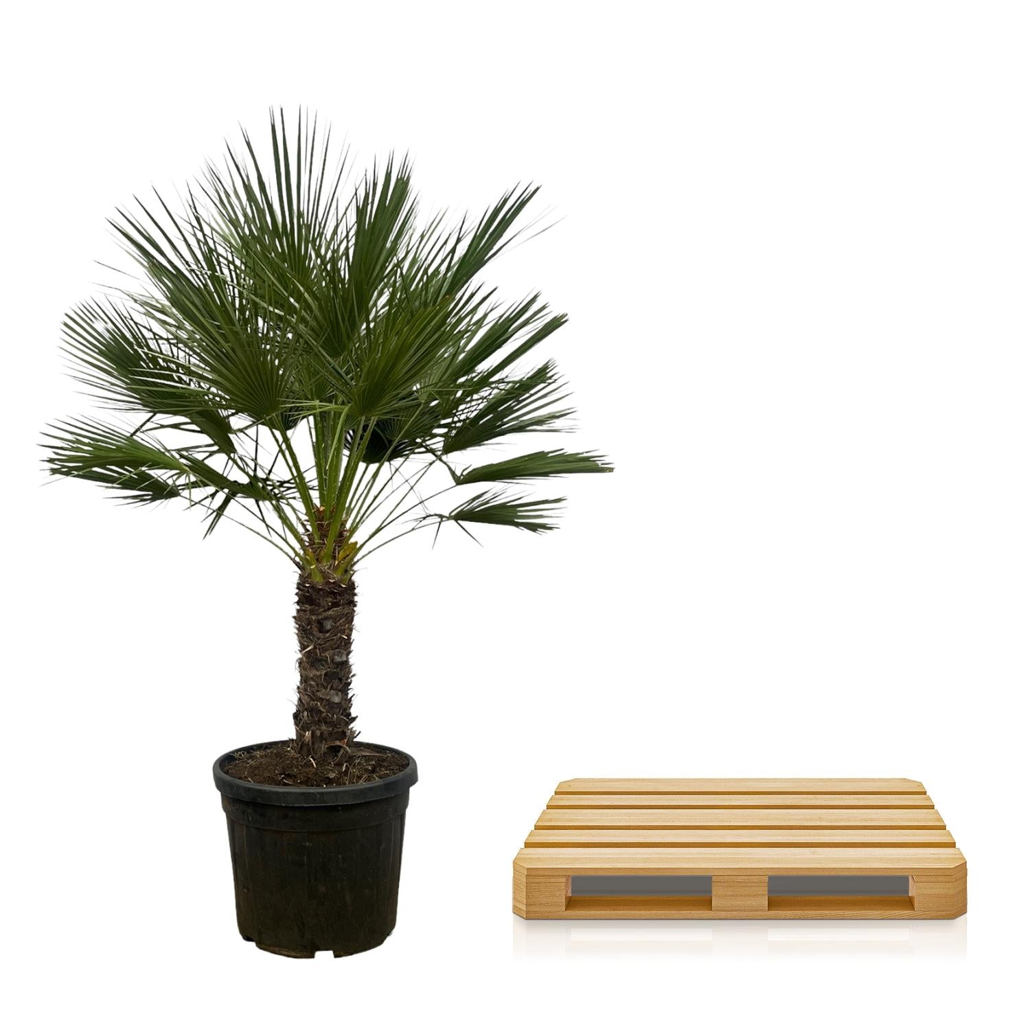 Europäische Zwergpalme - Chamaerops Humilis - 150 cm - Ø45cm