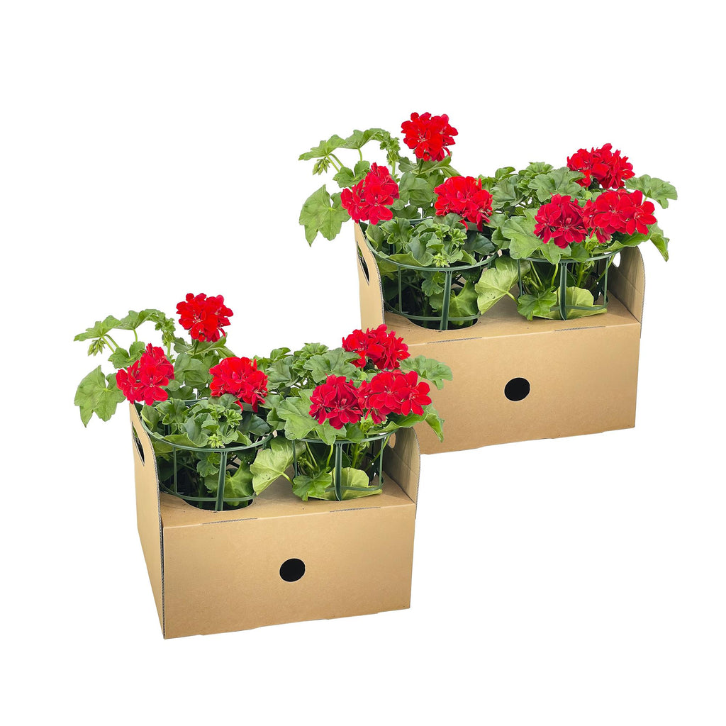 Hängegeranien Rot 8er Set kaufen | Geranien für Balkon & Terrasse