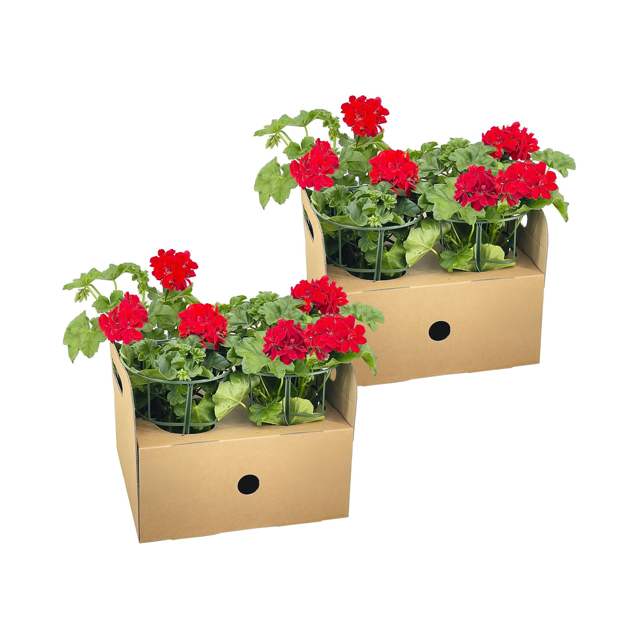 Hängegeranien Rot 8er Set kaufen | Geranien für Balkon & Terrasse