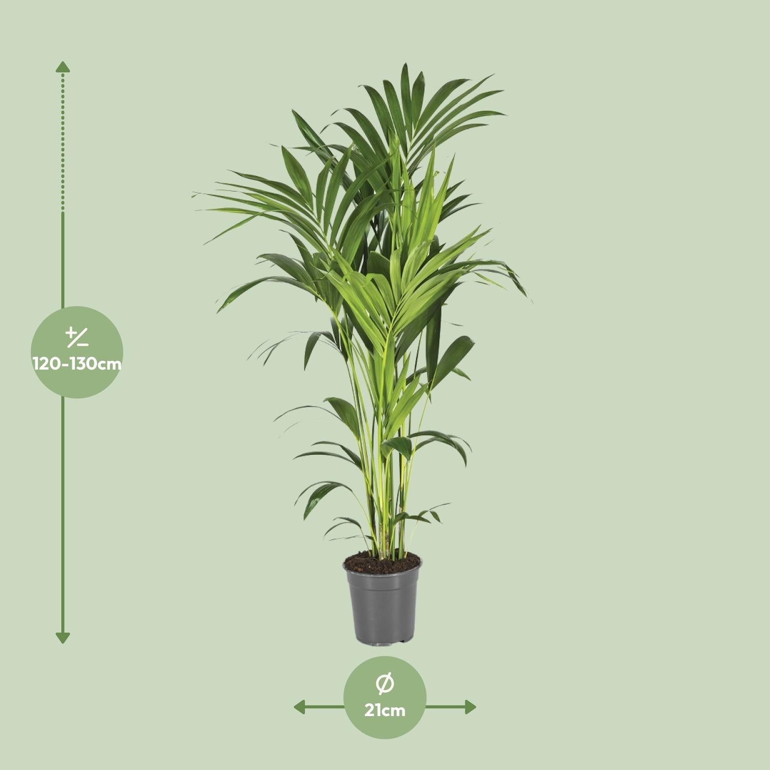 Kentia Palme kaufen | Howea forsteriana 130 cm Zimmerpalme