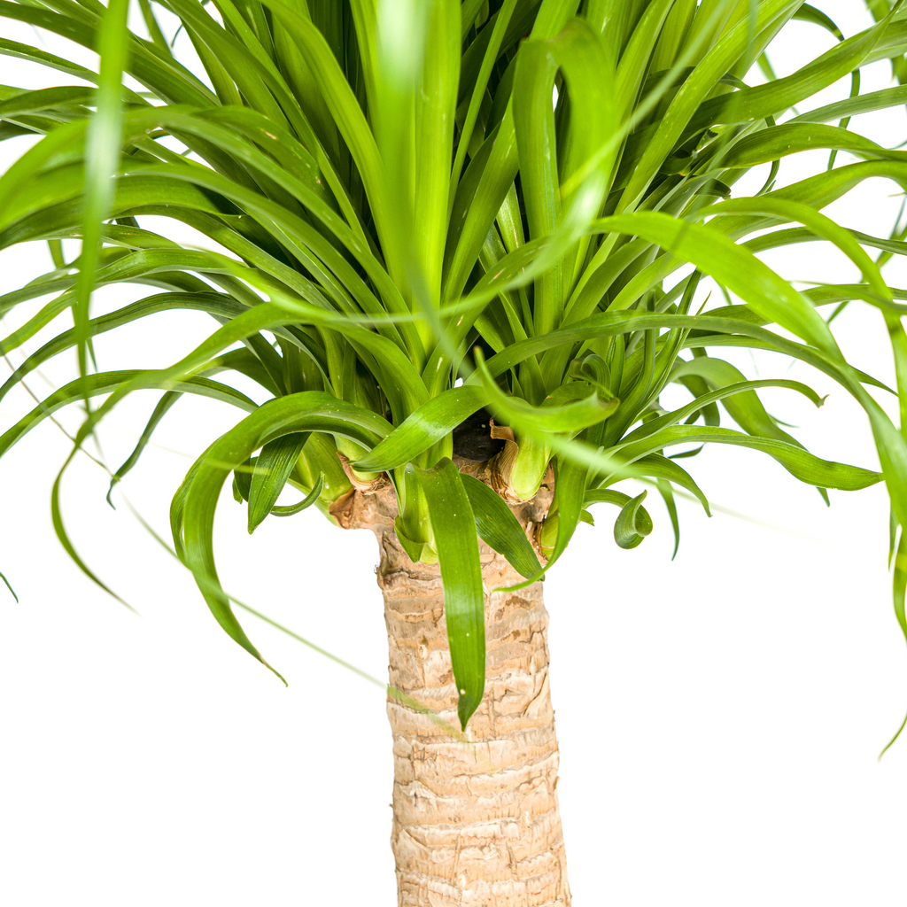 Elefantenfuß kaufen 60–80 cm | Beaucarnea recurvata Zimmerpflanze