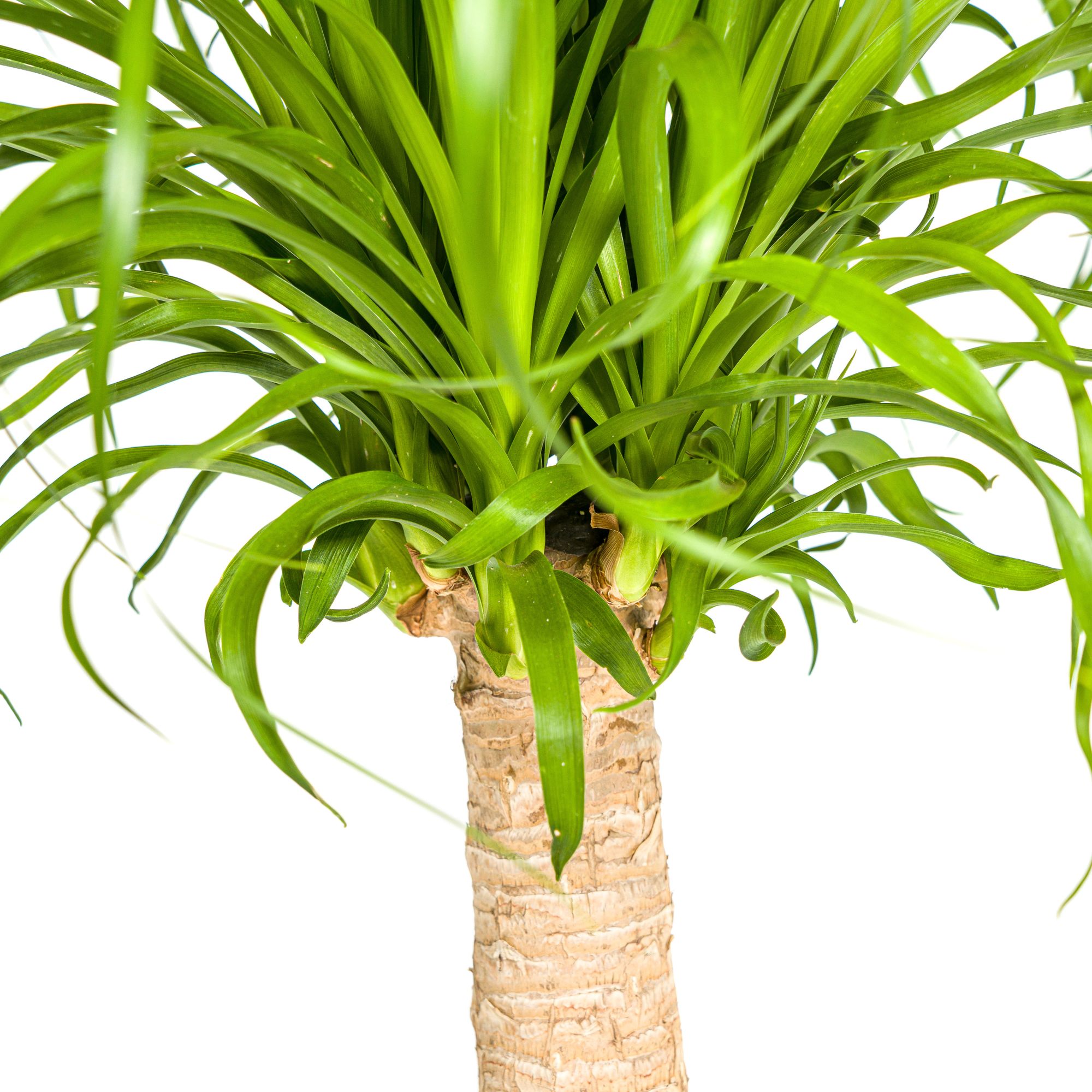 Elefantenfuß kaufen 60–80 cm | Beaucarnea recurvata Zimmerpflanze