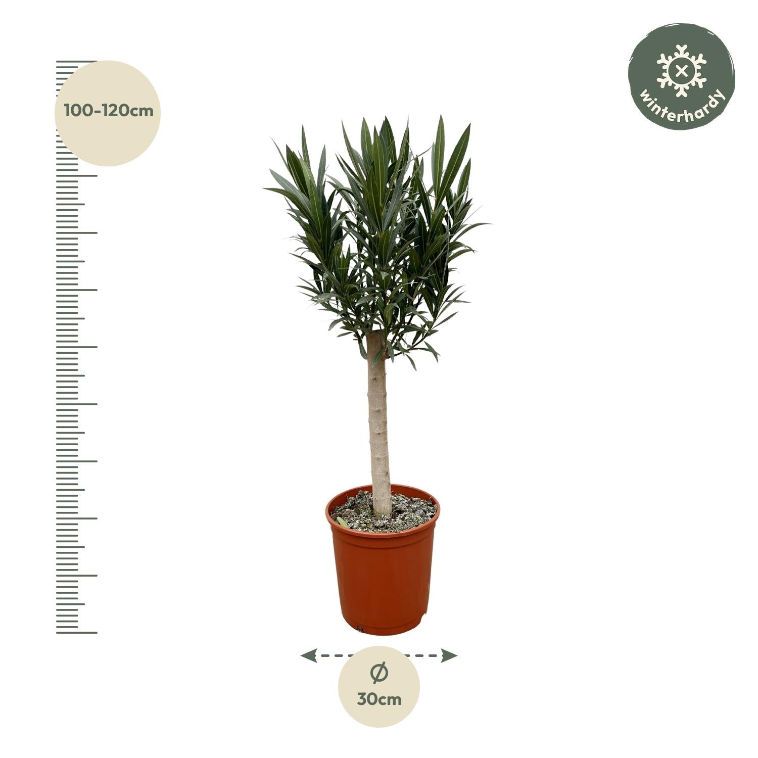 Echter Oleander - Nerium Oleander - 110cm - Ø22