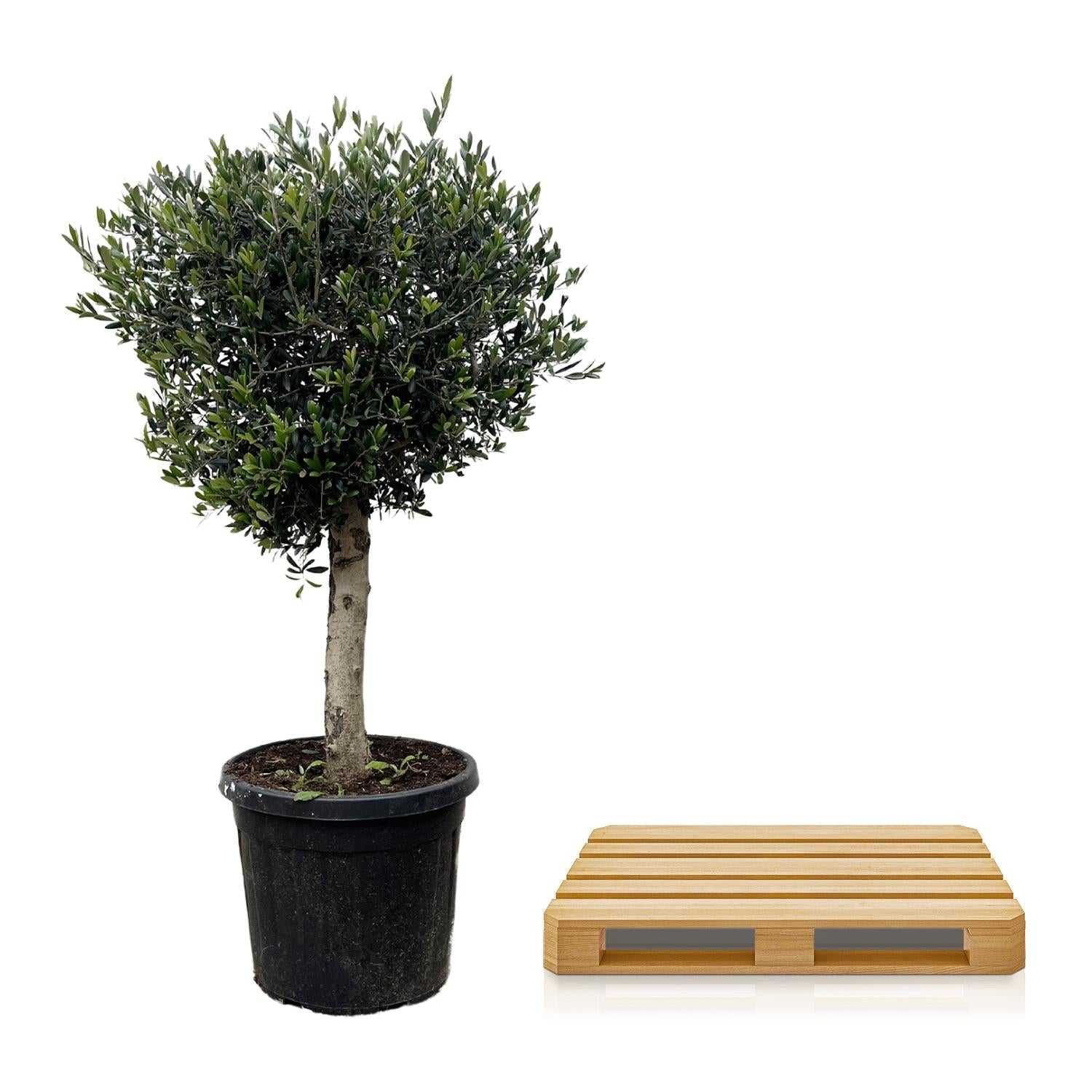 Olivenbaum - Olea Europaea Lorc - 180cm- Ø50