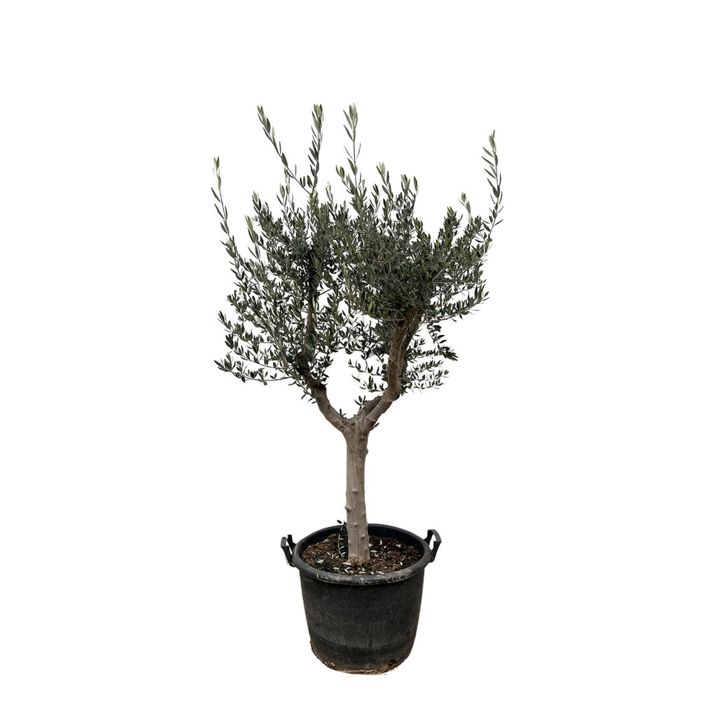 Olivenbaum - Olea Europaea Cultivo - 230cm- Ø45