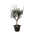 Olivenbaum - Olea Europaea Cultivo - 230cm- Ø45