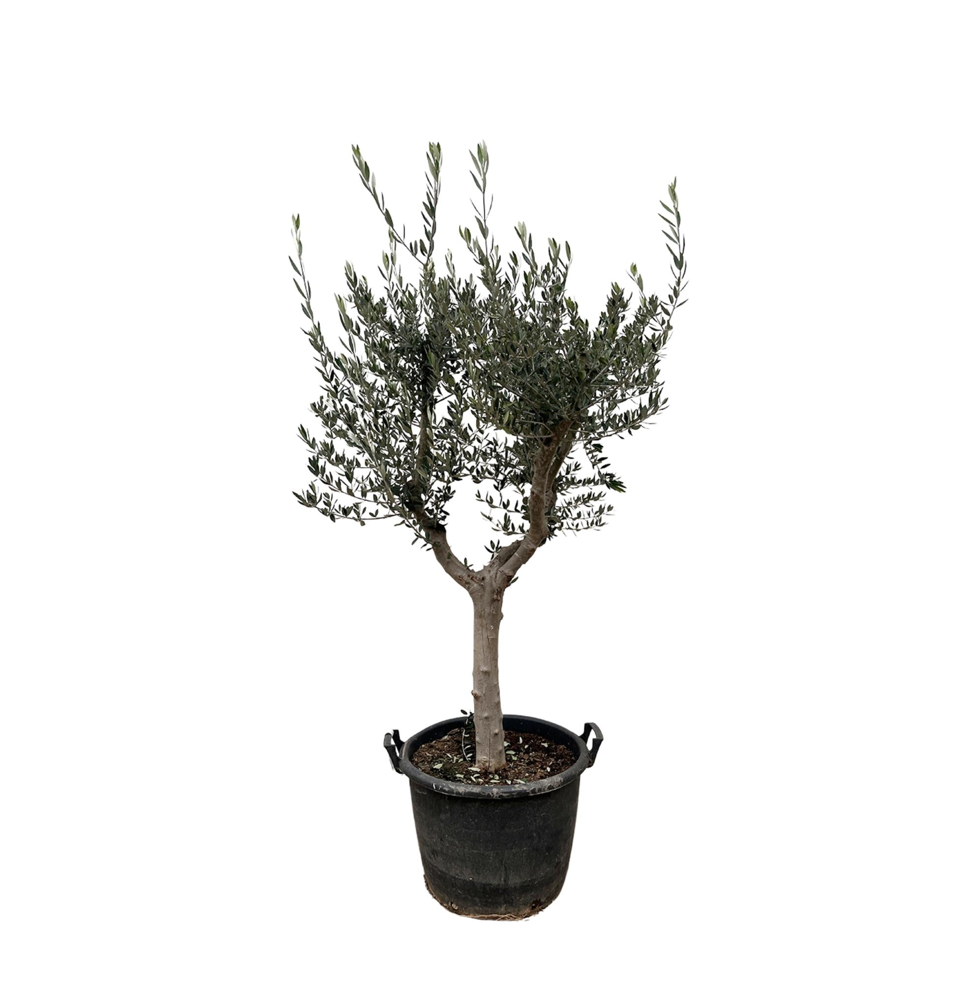 Olivenbaum - Olea Europaea Cultivo - 230cm- Ø45