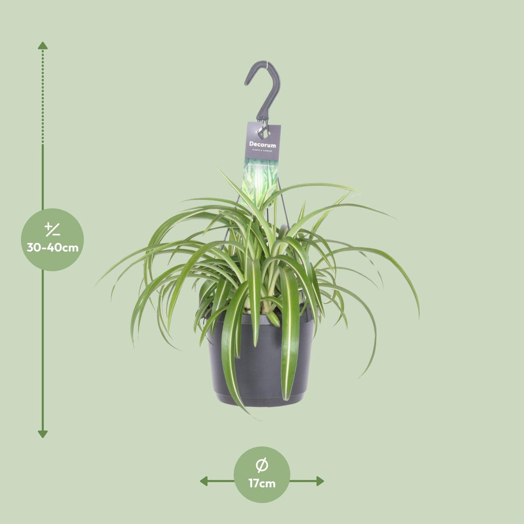 Grünlilie kaufen | Chlorophytum comosum ‘Bonnie’ Zimmerpflanze