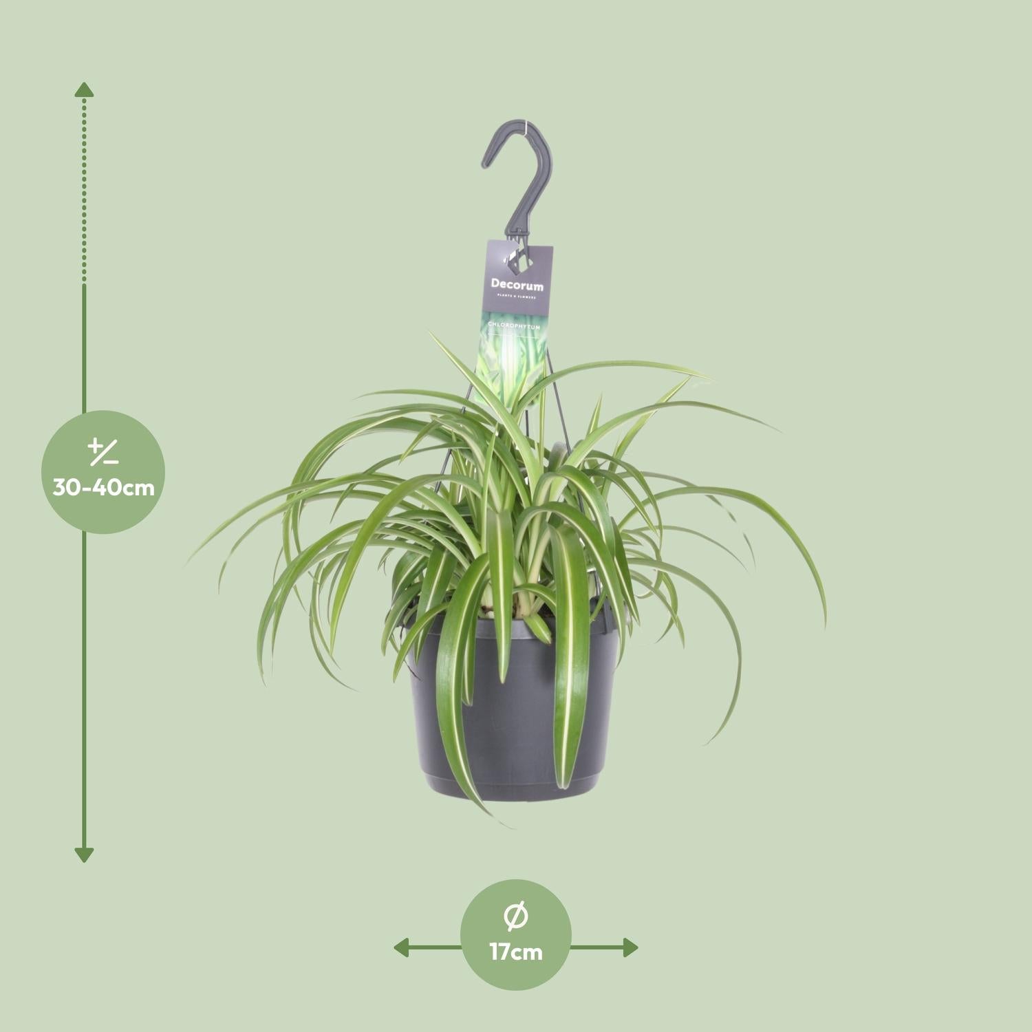 Grünlilie kaufen | Chlorophytum comosum ‘Bonnie’ Zimmerpflanze