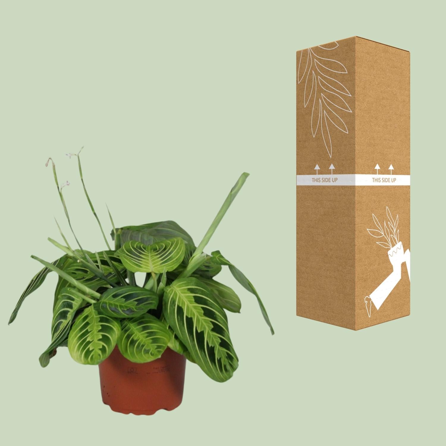 Maranta kaufen | Gebetspflanze ‘Lemon Lime’ Zimmerpflanze bunt