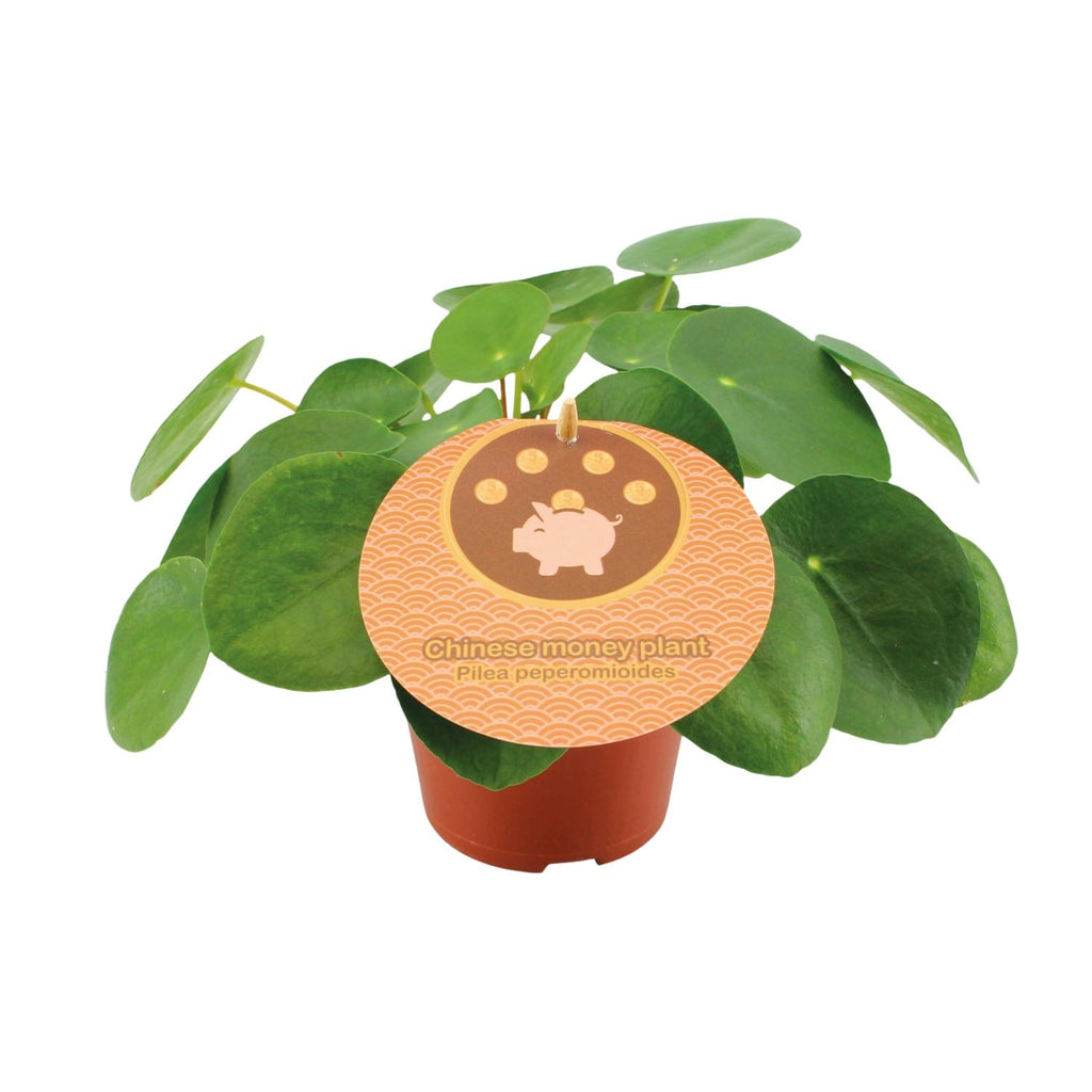 Pilea kaufen | Ufopflanze / Glückstaler Zimmerpflanze 20 cm