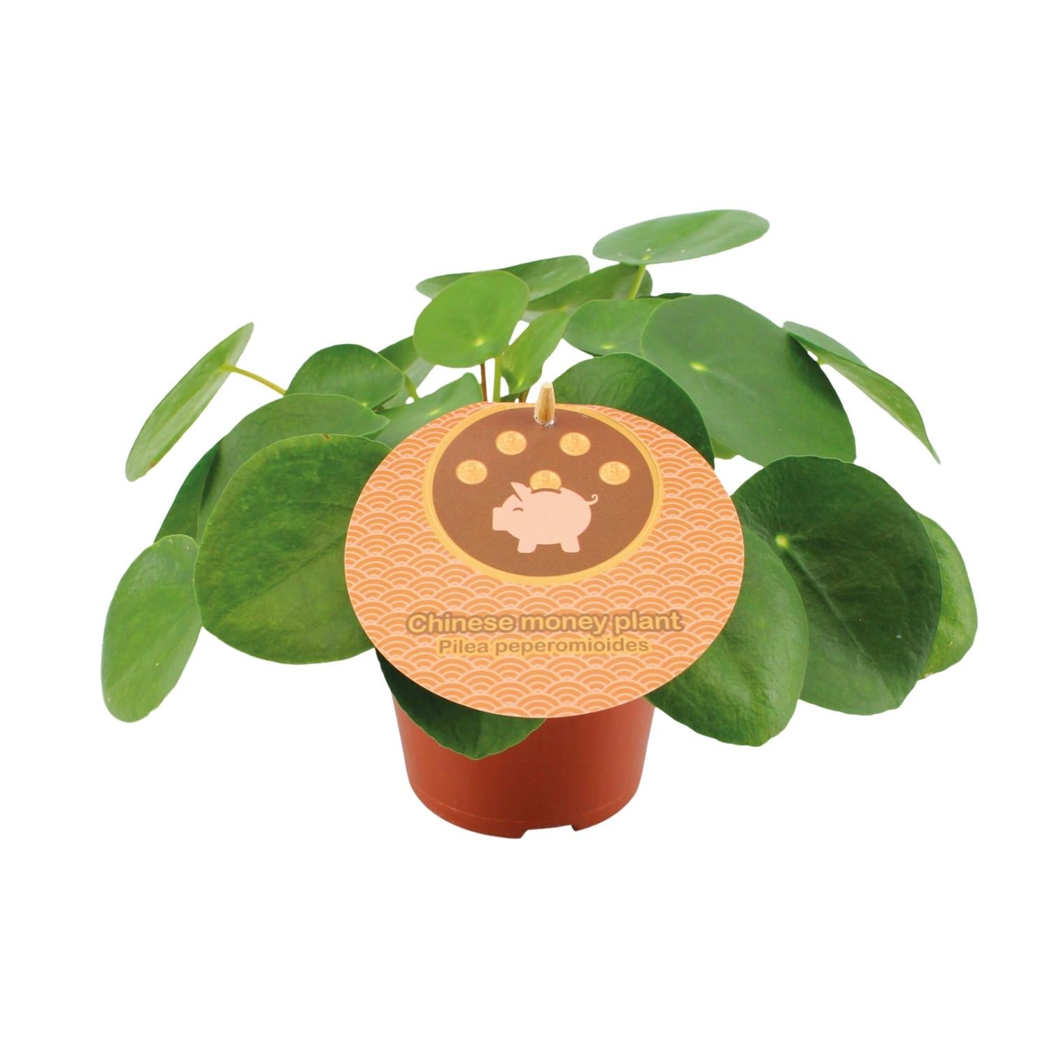 Pilea kaufen | Ufopflanze / Glückstaler Zimmerpflanze 20 cm