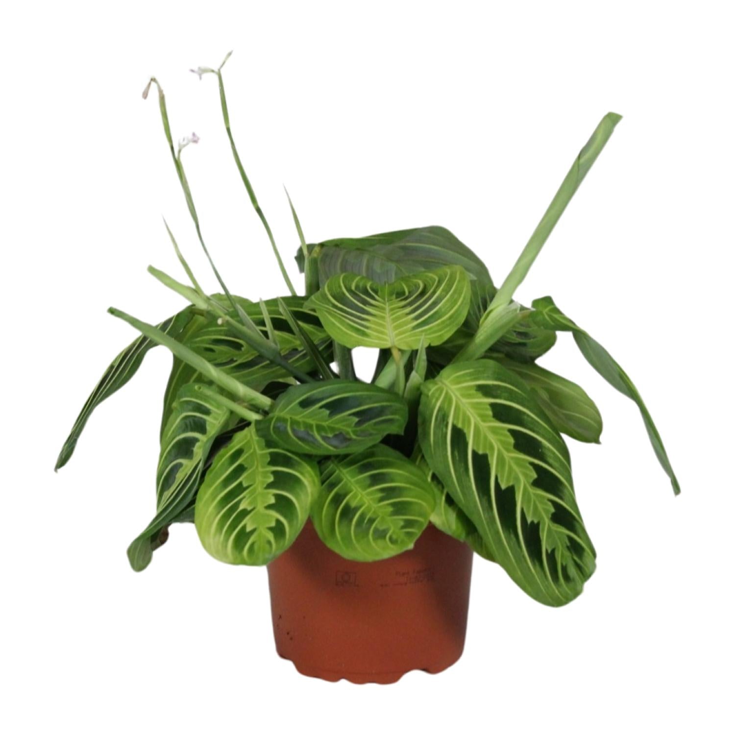 Maranta kaufen | Gebetspflanze ‘Lemon Lime’ Zimmerpflanze bunt