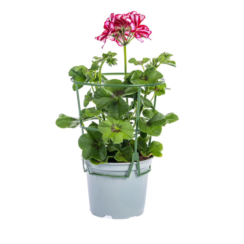 Hängegeranien 8er Set kaufen | Geranien Mix für Balkon & Terrasse