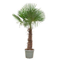 Chinesische Hanfpalme - Trachycarpus Fortunei - 240- 270 cm - Ø40-Ø55cm