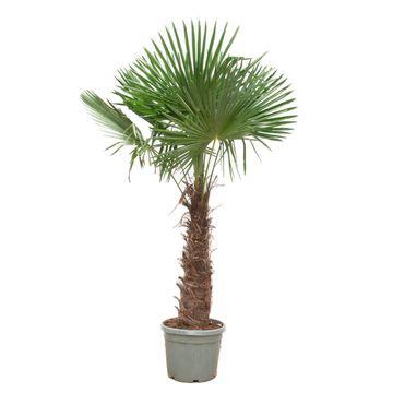 Chinesische Hanfpalme - Trachycarpus Fortunei - 240- 270 cm - Ø40-Ø55cm
