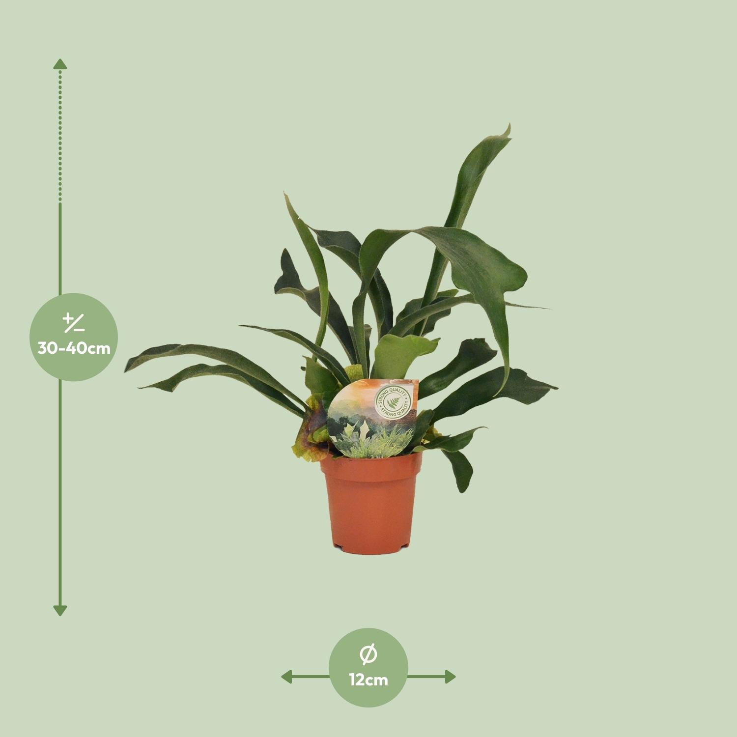 Geweihfarn klein kaufen | Platycerium bifurcatum 35 cm Hängepflanze