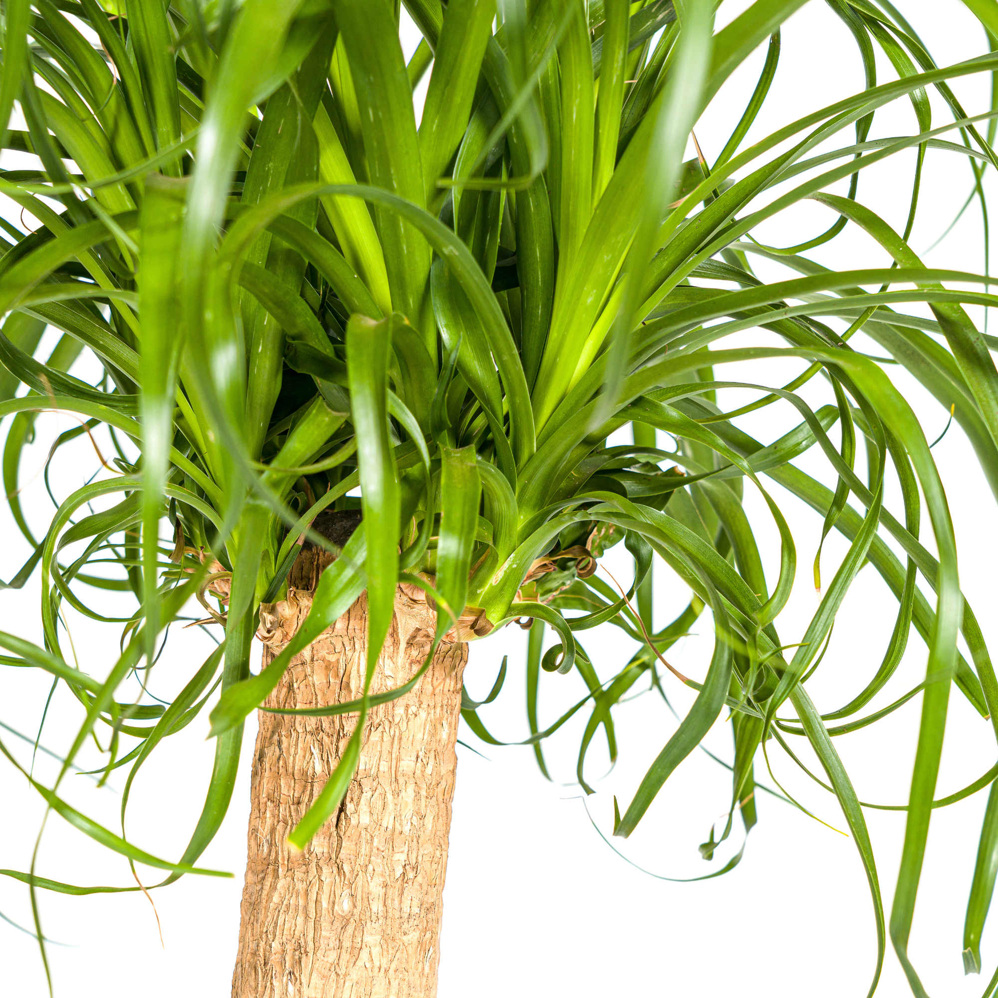 Elefantenfuß kaufen 80–100 cm | Beaucarnea recurvata Zimmerpflanze