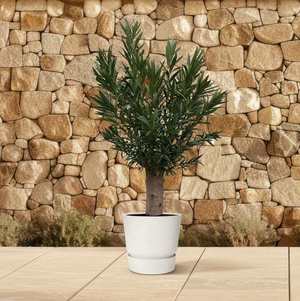 Echter Oleander - Nerium Oleander Bonsai - 190cm - ø45