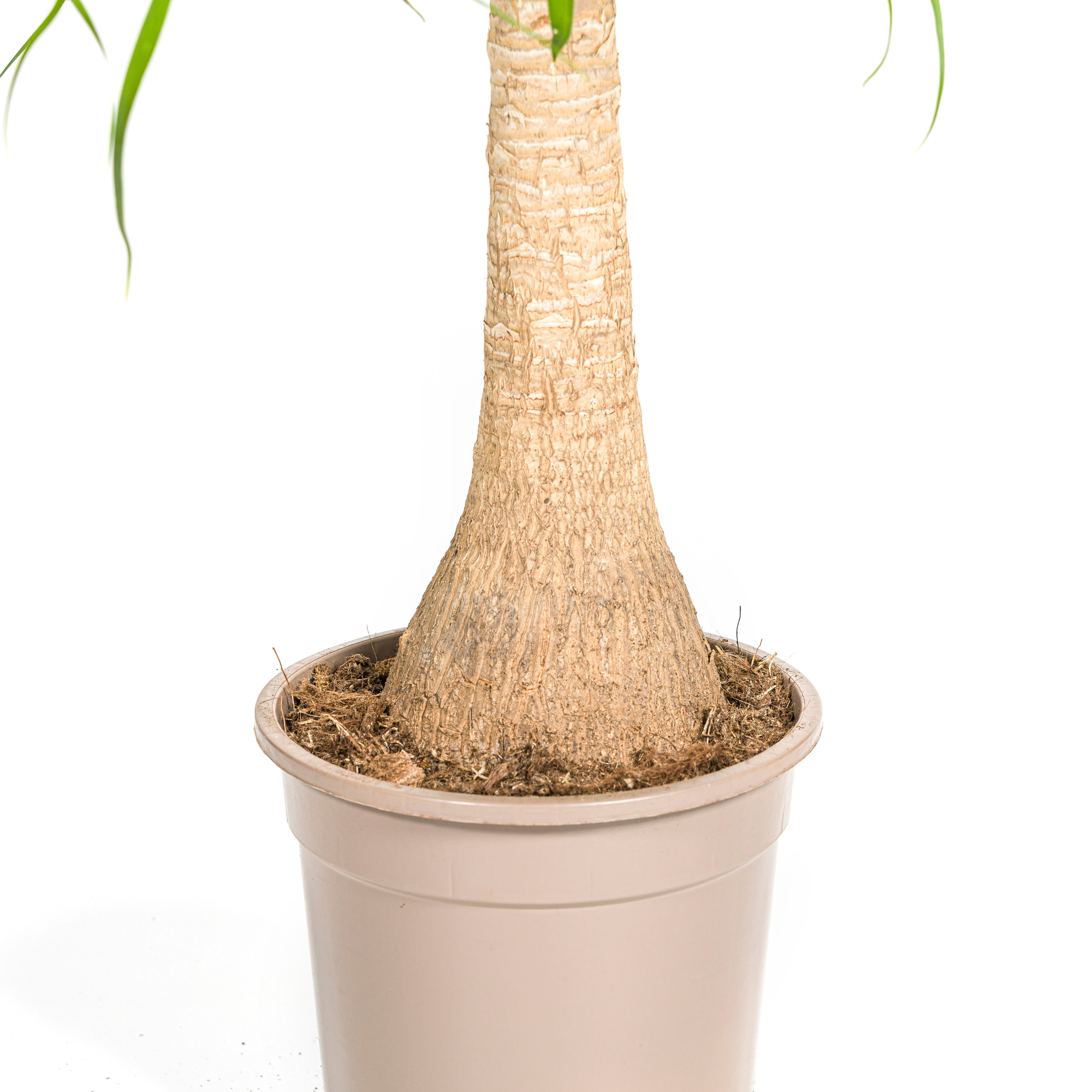 Elefantenfuß kaufen 60–80 cm | Beaucarnea recurvata Zimmerpflanze