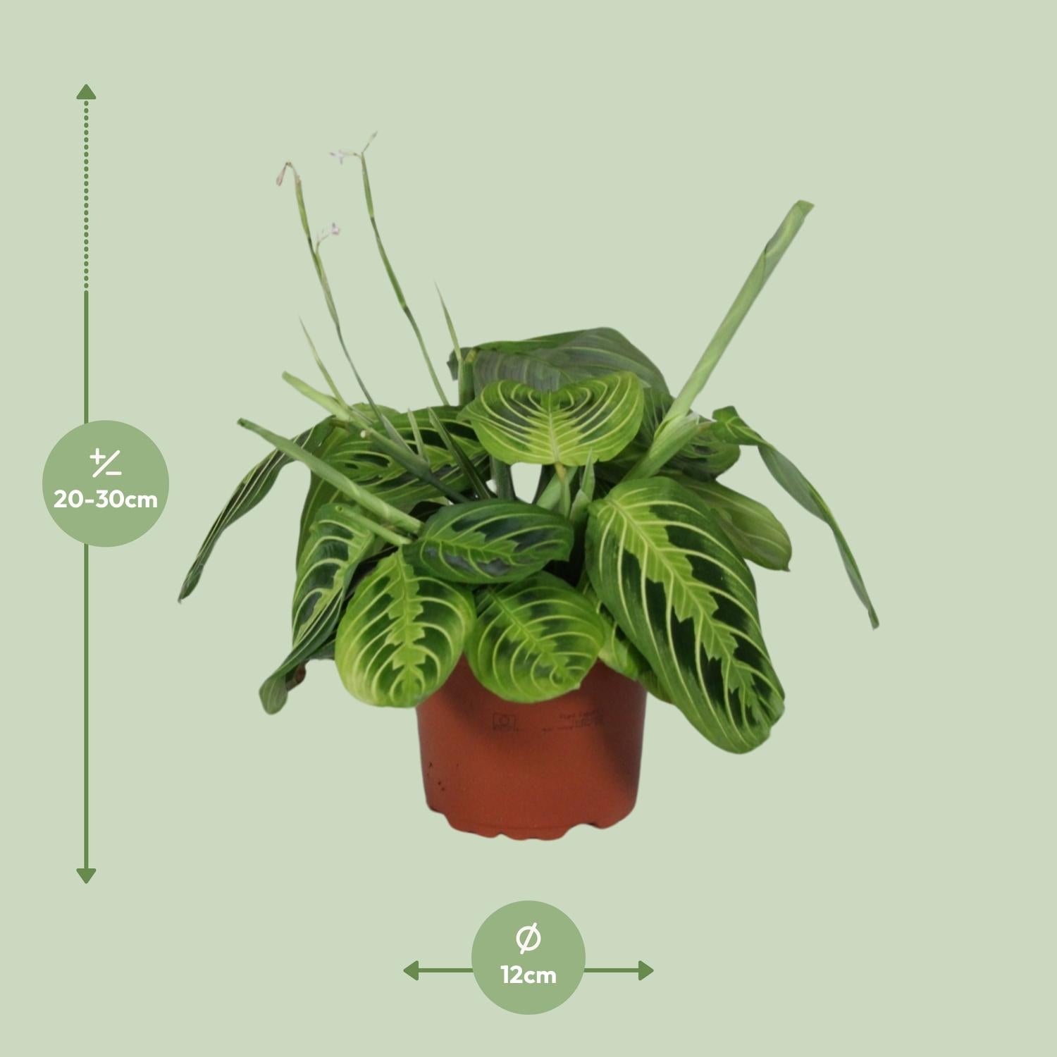Maranta kaufen | Gebetspflanze ‘Lemon Lime’ Zimmerpflanze bunt