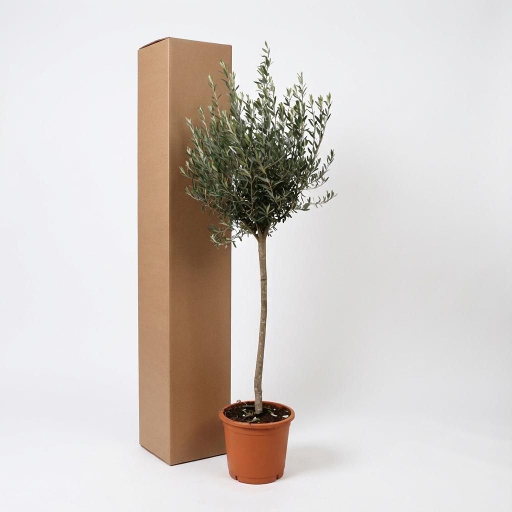 Olivenbaum  - Olea Europaea - 160cm- Ø24