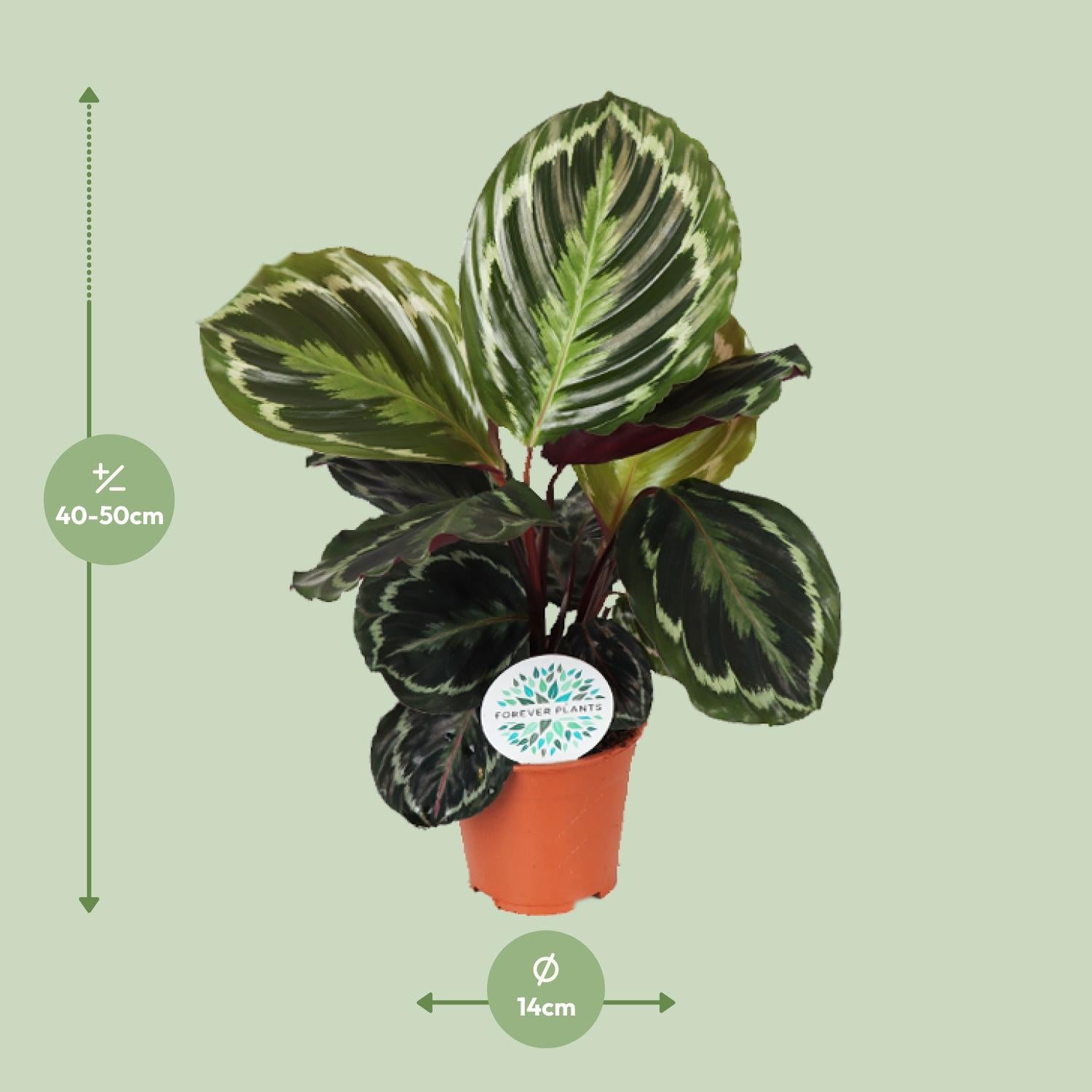 Calathea Medallion kaufen | Korbmarante Zimmerpflanze 45 cm