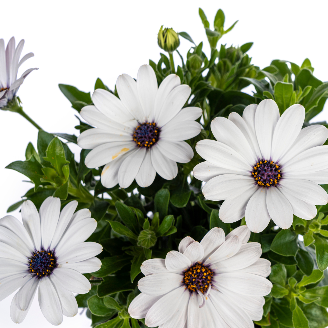 Kapmargerite Weiß 8er Set kaufen | Osteospermum für Balkon & Garten