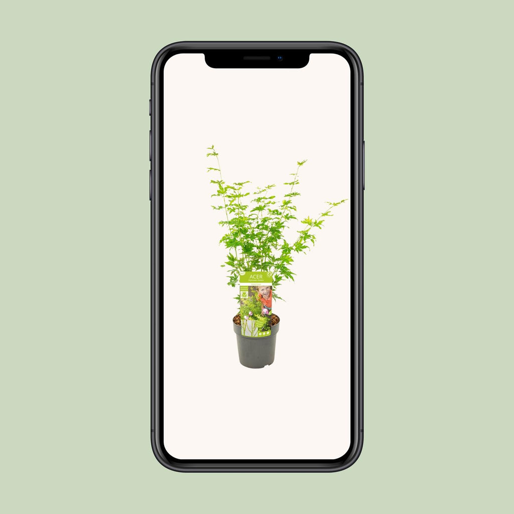 Japanischer Ahorn kaufen | Acer palmatum ‘Going Green’ Kübelpflanze