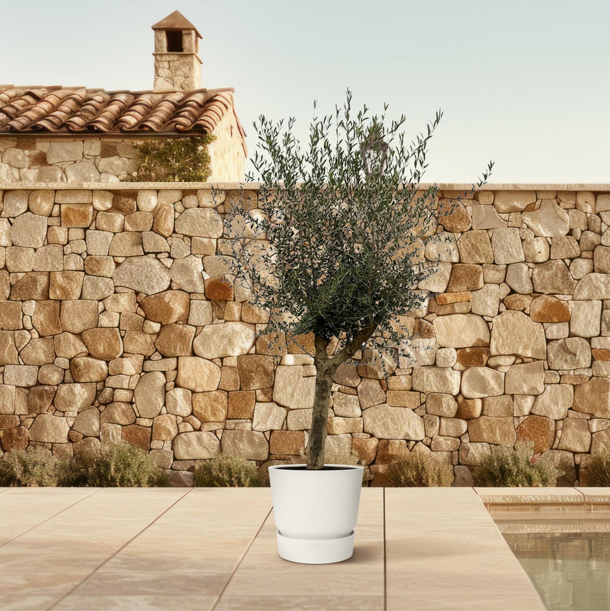Olivenbaum - Olea Lorc - 200 cm - Ø45cm