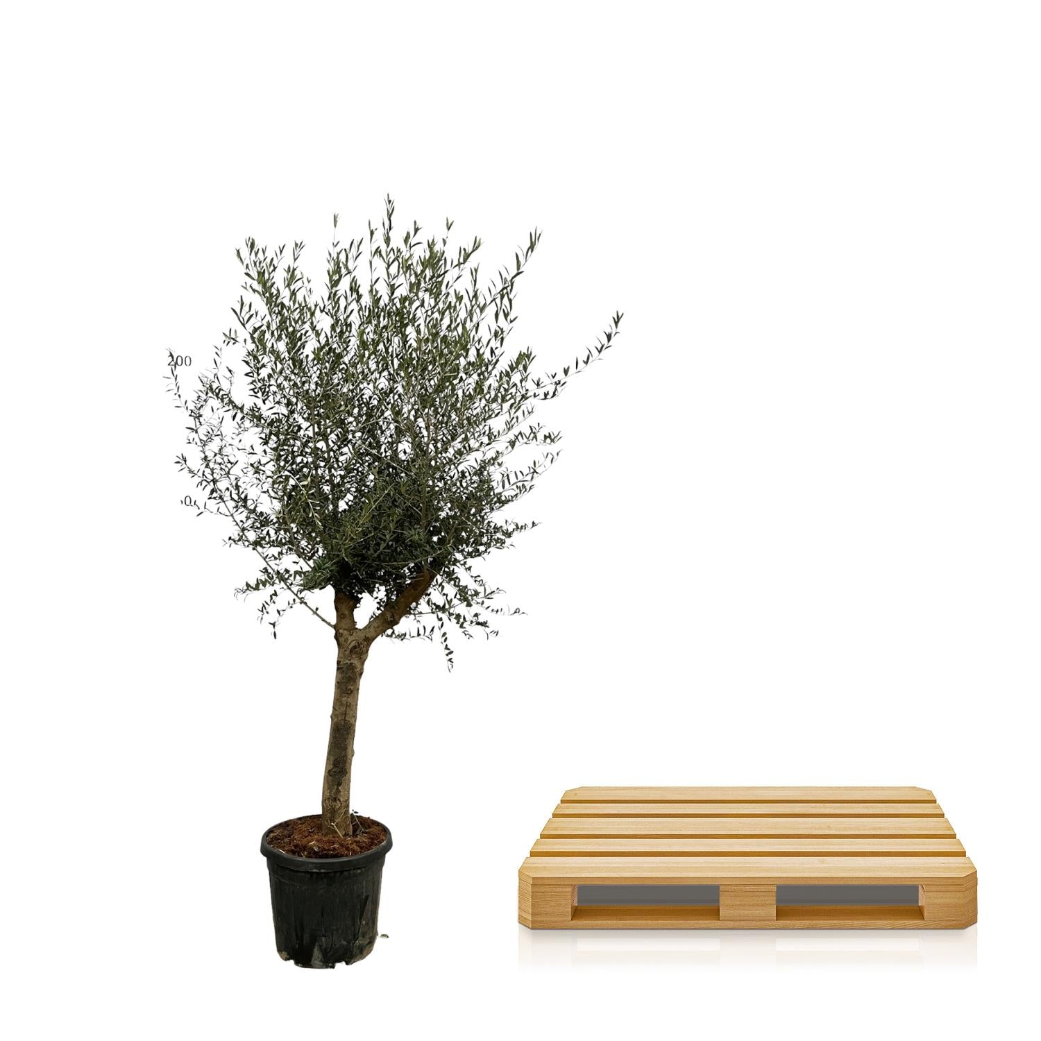 Olivenbaum - Olea Lorc - 200 cm - Ø45cm