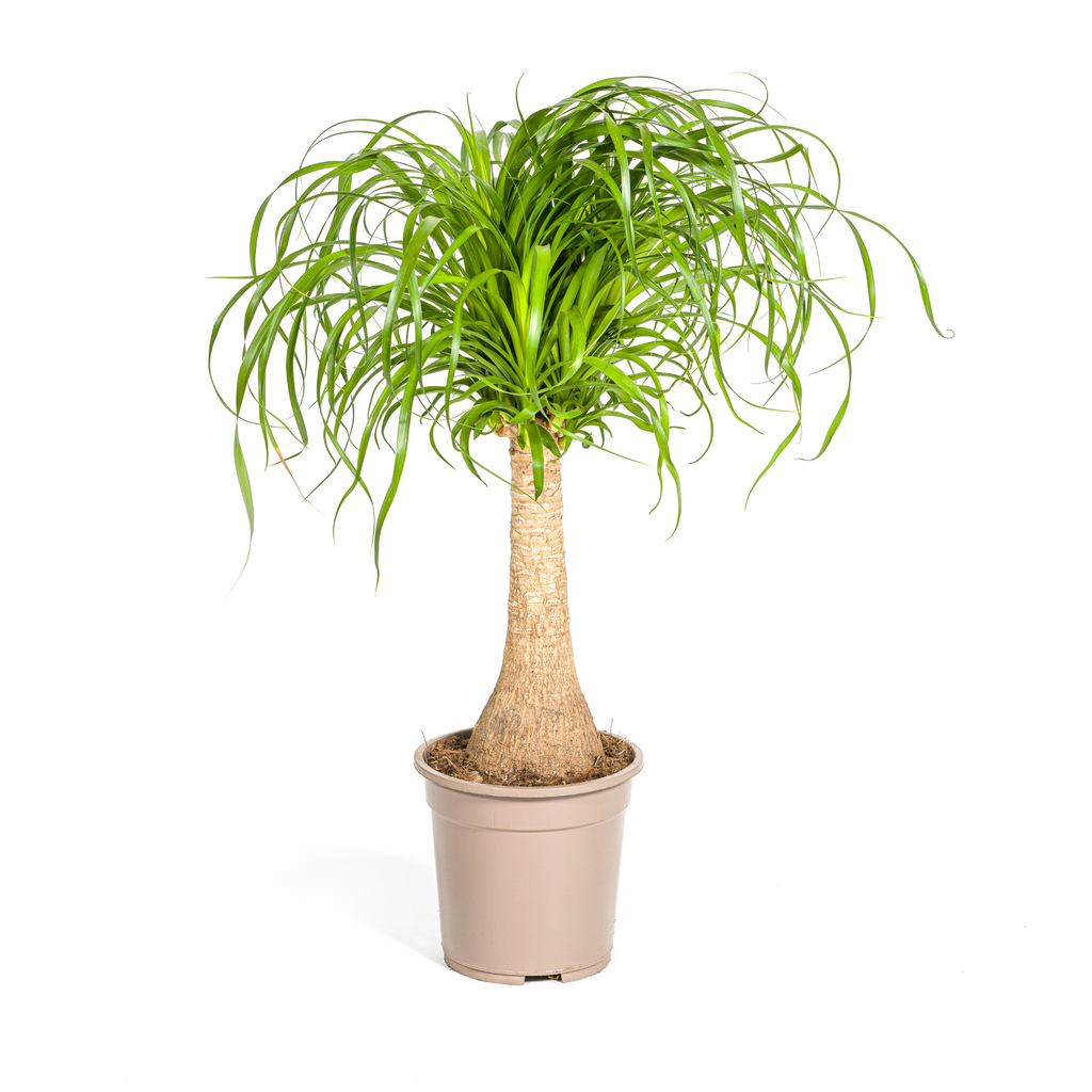 Elefantenfuß kaufen 60–80 cm | Beaucarnea recurvata Zimmerpflanze