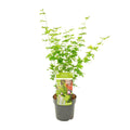 Japanischer Ahorn kaufen | Acer palmatum ‘Going Green’ Kübelpflanze