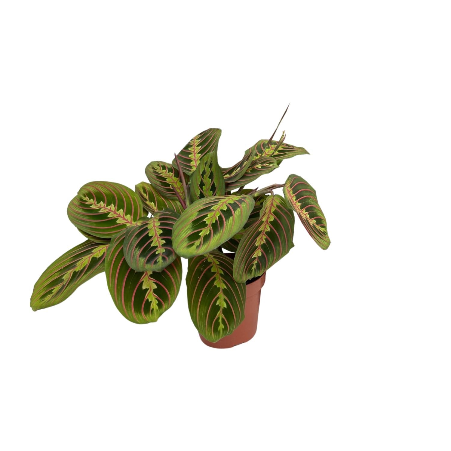 Maranta kaufen | Gebetspflanze ‘Fascinator Arrowroot’ Zimmerpflanze