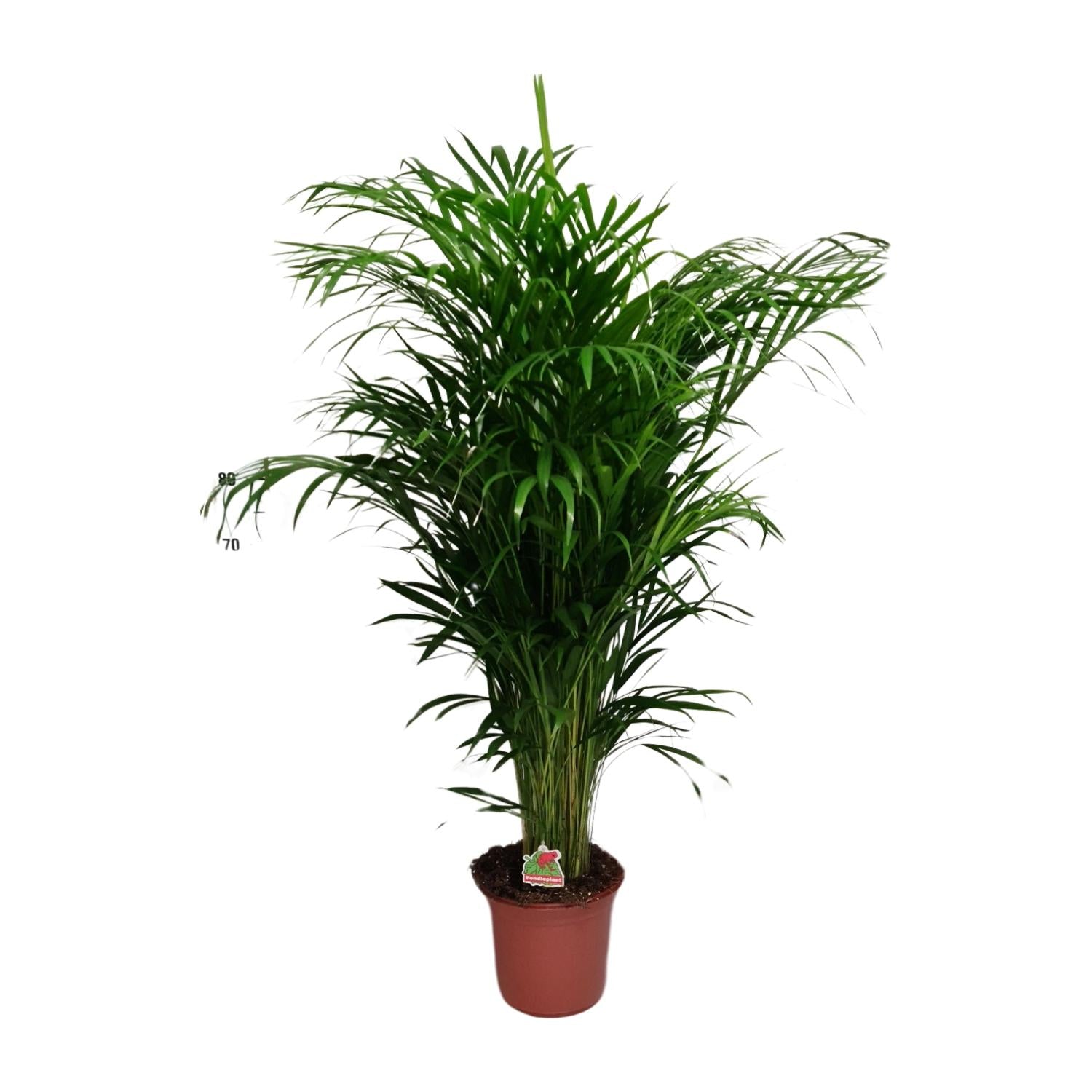 Areca Palme groß | Dypsis lutescens 125 cm Zimmerpalme