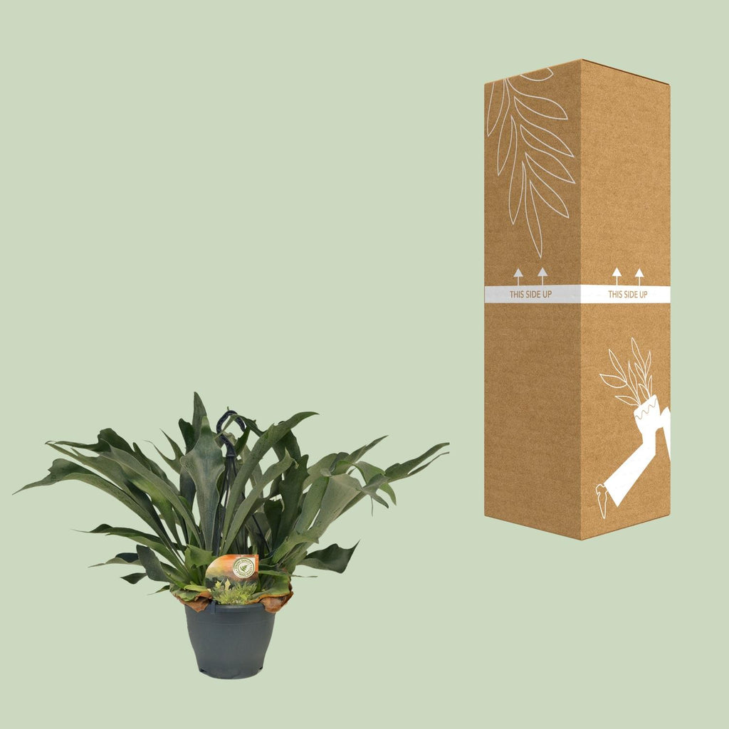 Geweihfarn kaufen | Platycerium bifurcatum Hängepflanze 50 cm