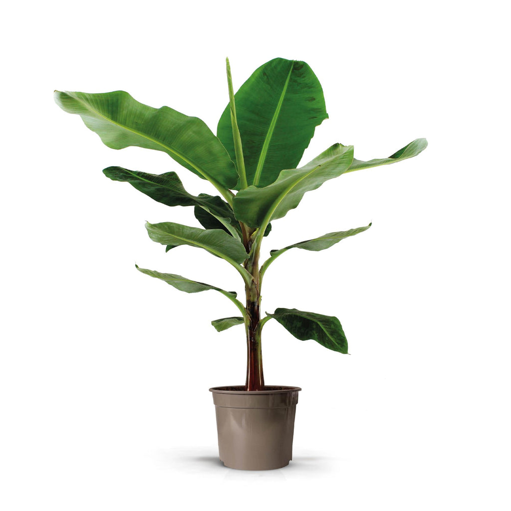 Bananenpflanze Musa – Tropische XXL-Zimmerpflanze 130 cm
