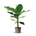 Bananenpflanze Musa – Tropische XXL-Zimmerpflanze 130 cm