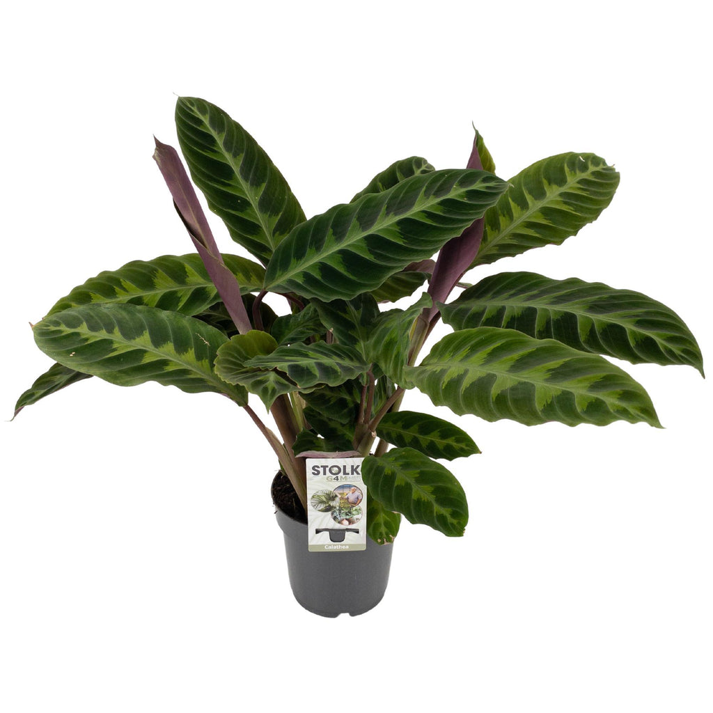 Calathea Warscewiczii kaufen Samt-Korbmarante online