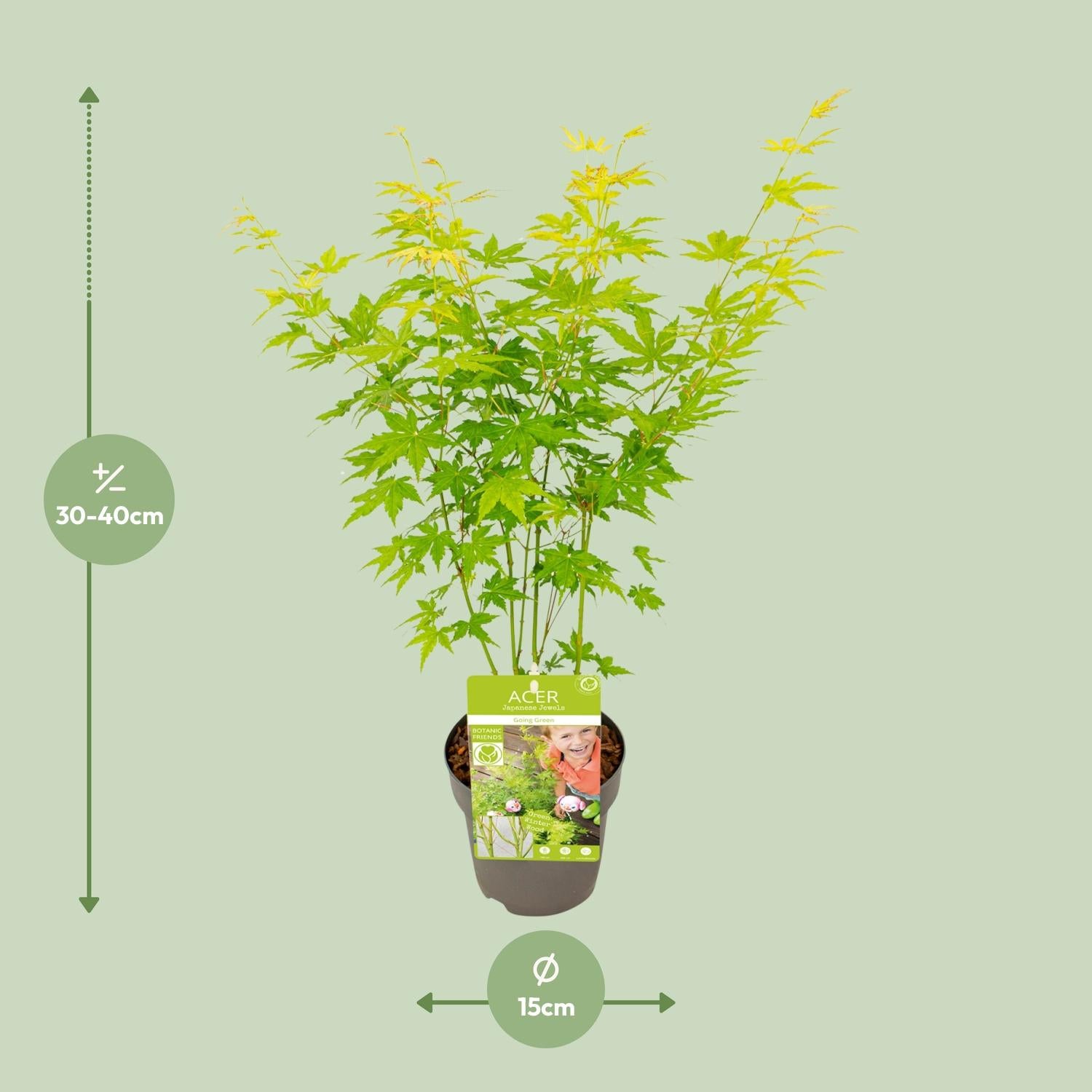 Japanischer Ahorn kaufen | Acer palmatum ‘Going Green’ kompakt