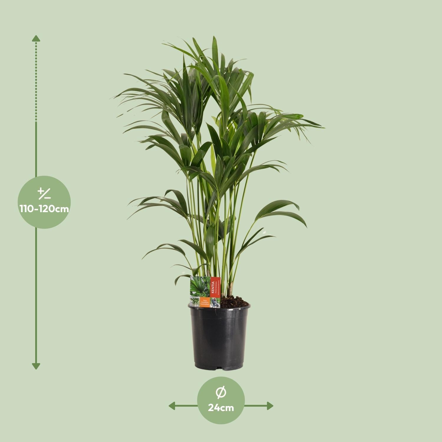 Kentia Palme groß | Howea forsteriana 120 cm Zimmerpalme