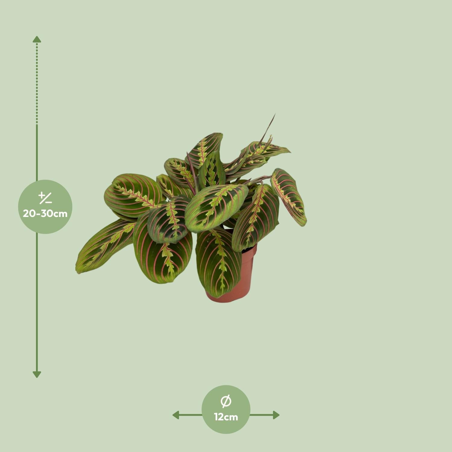 Maranta kaufen | Gebetspflanze ‘Fascinator Arrowroot’ Zimmerpflanze