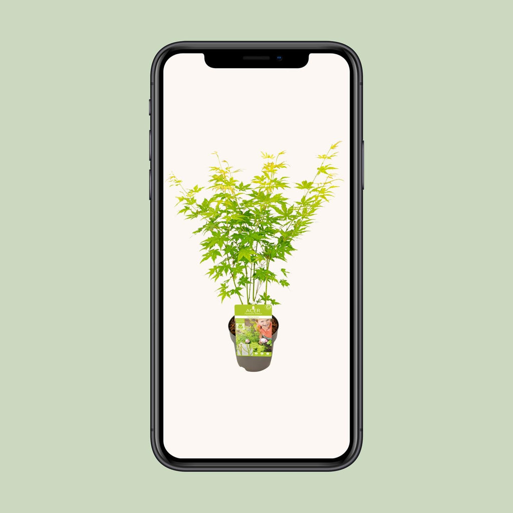 Japanischer Ahorn kaufen | Acer palmatum ‘Going Green’ kompakt