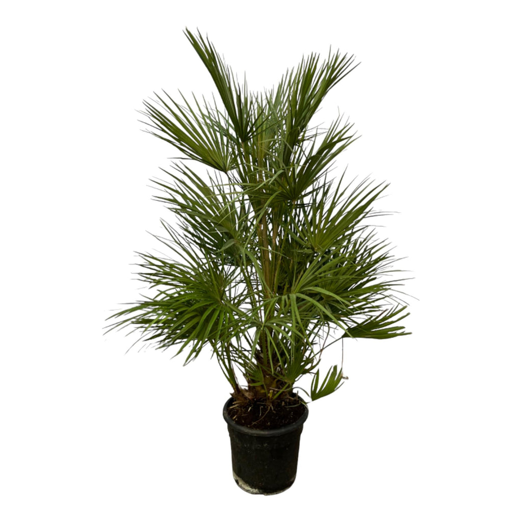 Zwergpalme 130 cm kaufen | Chamaerops humilis für Garten & Terrasse