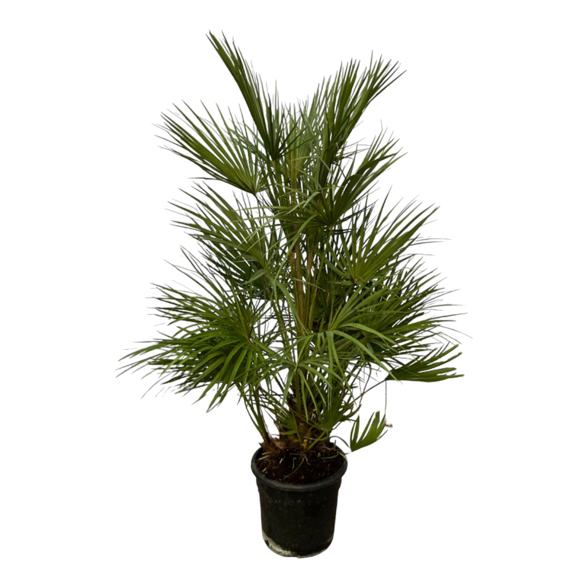 Zwergpalme 130 cm kaufen | Chamaerops humilis für Garten & Terrasse