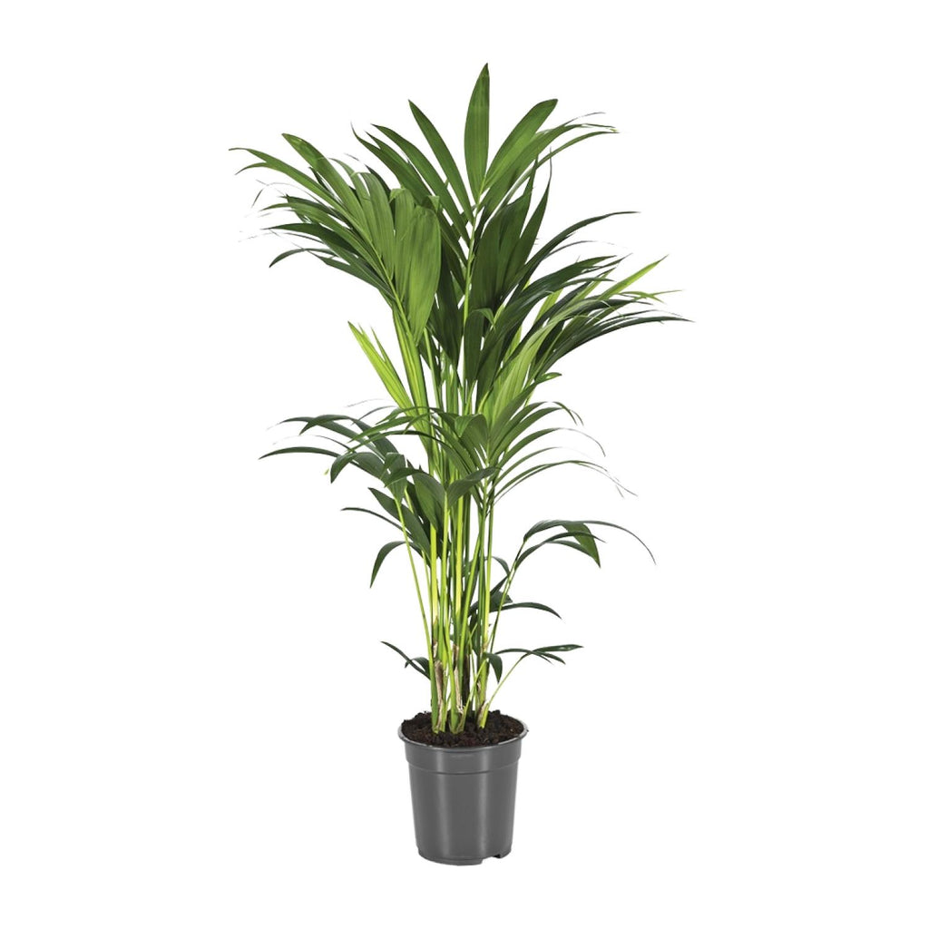 Kentia Palme kaufen | Howea forsteriana 100 cm Zimmerpalme
