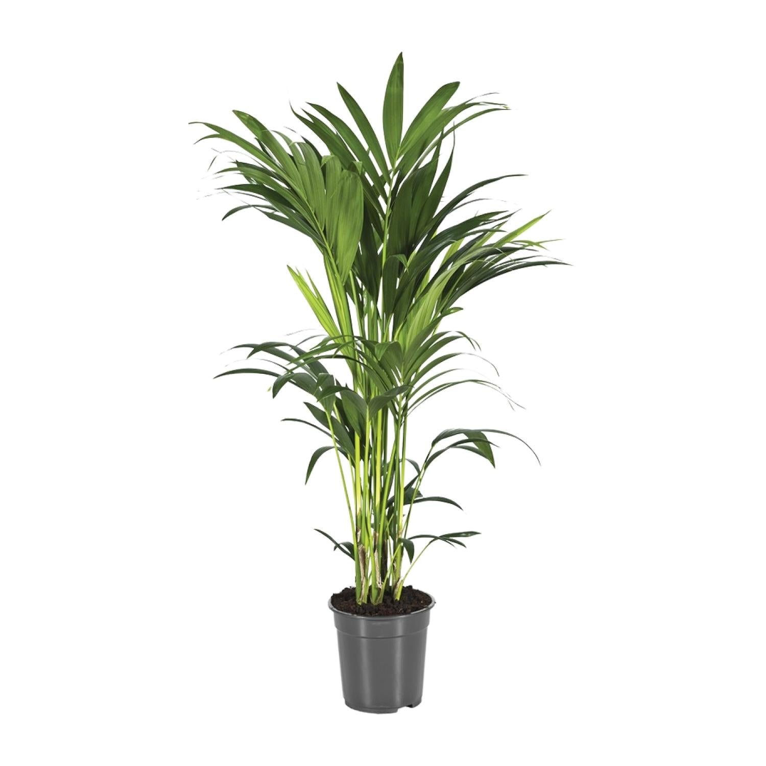 Kentia Palme kaufen | Howea forsteriana 100 cm Zimmerpalme